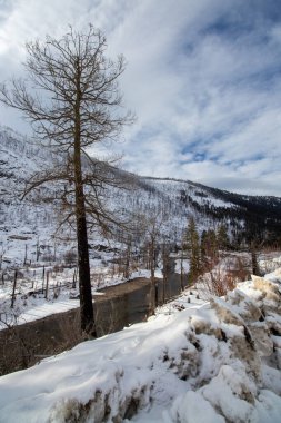 Karla kaplı bir dağda yanmış ağaçlar Rhone, British Columbia, Kanada 'da bir nehrin kenarında