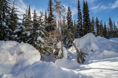 Büyük Beyaz 'da güneşli bir kış gününde Kanada, British Columbia' da kar ve çam ağaçları