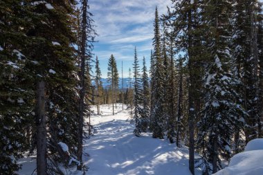 Bir kış günü Kanada, British Columbia 'da Big White' da kar ve ağaçların arasında yol almak.