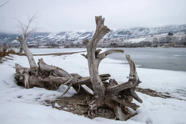 Driftwood Μια Χιονισμένη Παραλία Μια Χειμωνιάτικη Μέρα Swives Provincial Park — Φωτογραφία Αρχείου