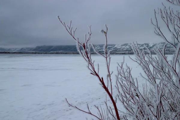 Mrazem Pokryté Větve Zimě Swiws Provincial Park Jezera Osoyoos Kanada — Stock fotografie