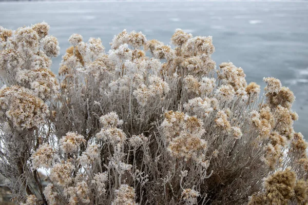 Planta Coberta Geada Lado Lago Osoyoos Dia Frio Inverno Canadá — Fotografia de Stock