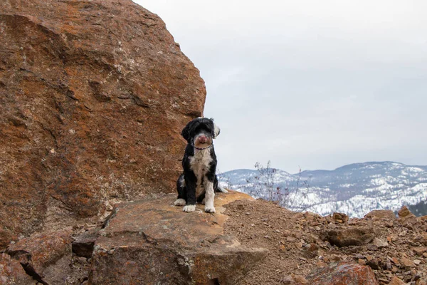 Hund Sidder Sten Kettle Valley Rail Trail Okanagan Lake - Stock-foto