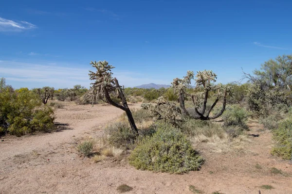 Kaktus Der Wüste Arizona — Stockfoto