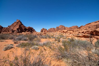 desert plants around the red aztec sandstone rock formations at Valley of Fire State Park in Nevada, United States