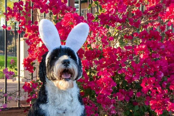 Portuguese Water Dog Wearing Bunny Ears Easter Pretty Flowers Background — Fotografie, imagine de stoc