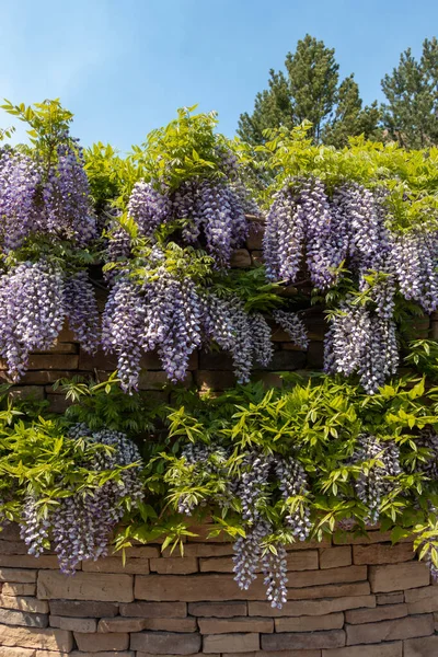 Beautiful Purple Flowers Wisteria Plant Spring Day New Mexico United — Stock fotografie