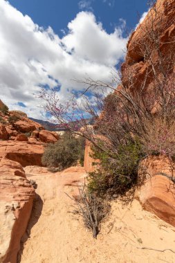 Sand, rocks and plants at Red Rock Canyon National Conservation Area in Las Vegas, Nevada