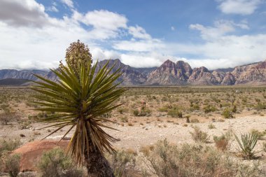 Yucca plant and mountain view in the desert at Red Rock Canyon National Conservation Area in Las Vegas, Nevada