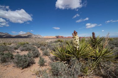 Red Rock Canyon National Conservation Area in Las Vegas, Nevada