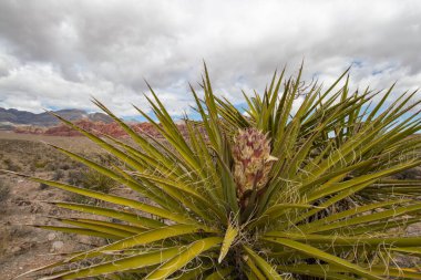 Yucca Schidigera, also known as Mojave Yucca at Red Rock Canyon National Conservation Area in Las Vegas, Nevada