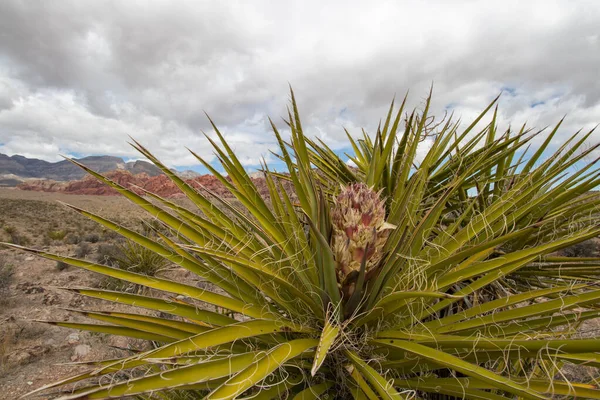 Yucca Schidigera, also known as Mojave Yucca at Red Rock Canyon National Conservation Area in Las Vegas, Nevada