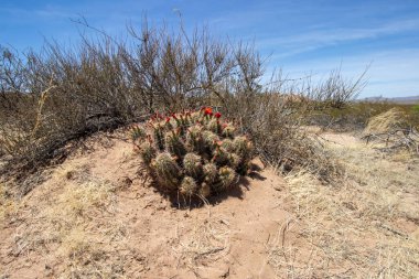 Pretty red flowers on a cactus in the desert at Picacho Peak in Las Cruces, New Mexico