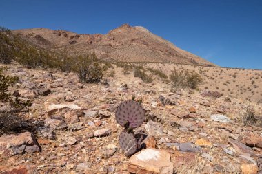 Prickly cacutus in the rocks at Picacho Peak in Las Cruces, New Mexico