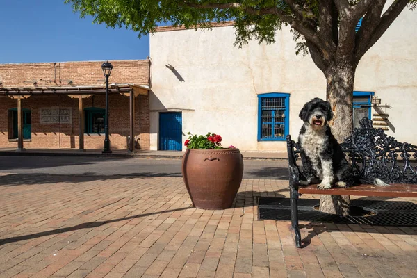 Portuguese Water Dog on a park bench in the town square in Mesilla, New Mexico