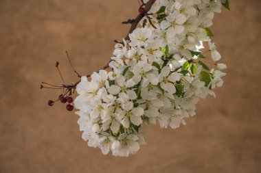 close up of cherry blossoms on a tree in spring time