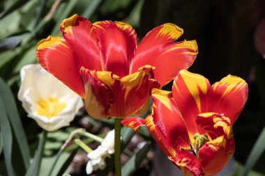 close up of red and yellow tulips in a garden on spring day