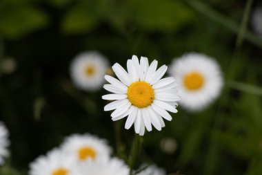 close up of a white and yellow daisy on a summer day