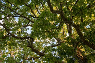 looking up through leaf covered branches of an oak tree trunk on a summer day