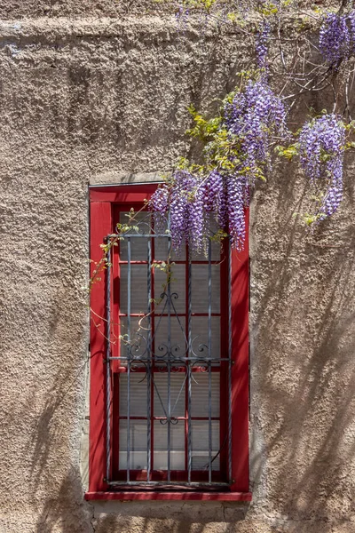 Wisteria hanging over a window in an adobe style building