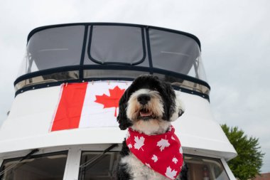1 Temmuz 'da Kanada Bayrağı taşıyan bir teknede kırmızı beyaz bir bandana takan bir köpek.
