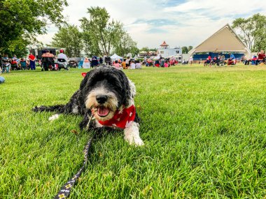 Peterborough, Ontario, Kanada - 1 Temmuz 2022: Kanada 'da Del Crary Park' ta düzenlenen The Spoons konserinde bir köpek çimlere yattı