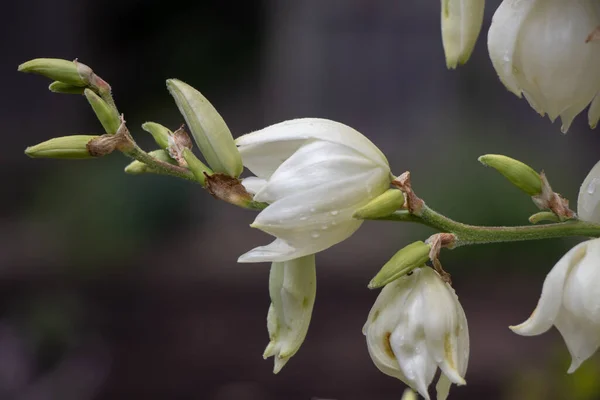 Zbliżenie Kropli Wody Białe Kwiaty Ogrodzie Zamazanym Tłem — Zdjęcie stockowe