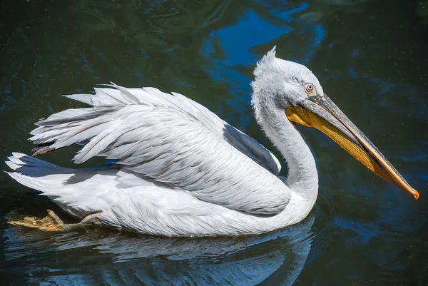 Pelikán — Stock fotografie