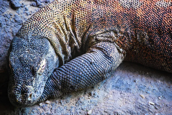 Гигантский комодский дракон — стоковое фото