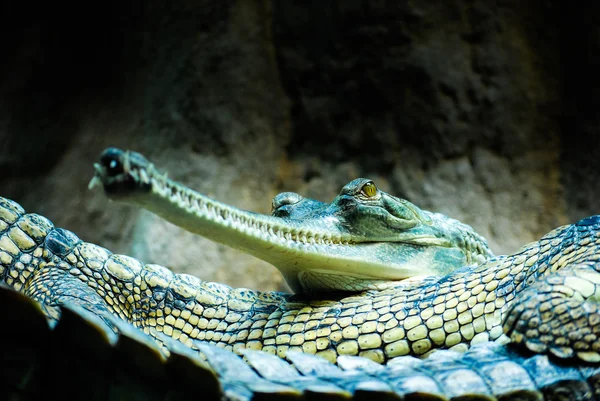 Gharials — Stock Photo, Image