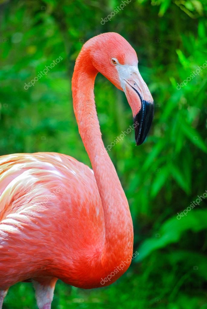 Pink Flamingo Stock Photo Image By C Romas Ph