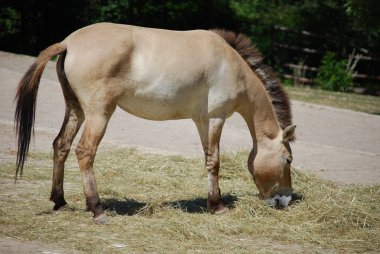 saman, profil görünümü yeme eşek