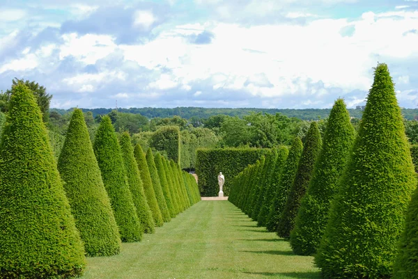 Conical hedges lines and lawn, Versailles Chateau, France — Stock Photo, Image