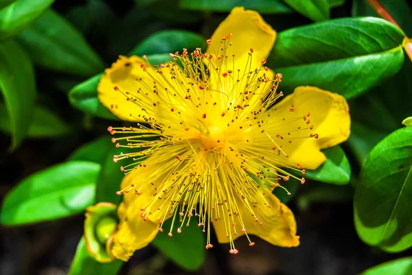 노란 무궁화 (Hypericum calycinum) — 스톡 사진