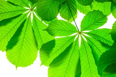 Bahar izole kestane yaprak yeşil