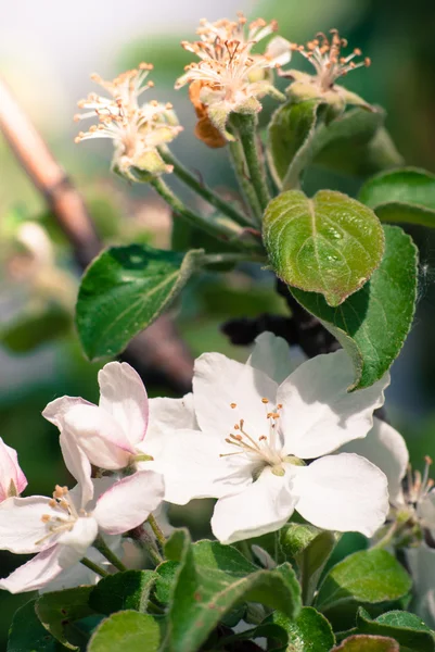 Beautiful jabłko drzewo kwiat na wiosnę — Zdjęcie stockowe