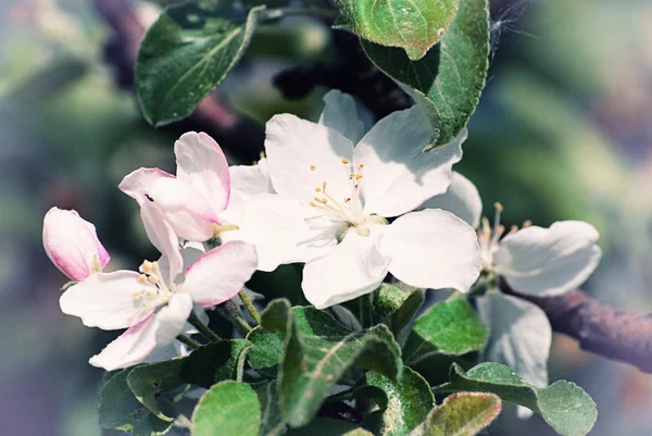 Hermosa flor del manzano en primavera —  Fotos de Stock