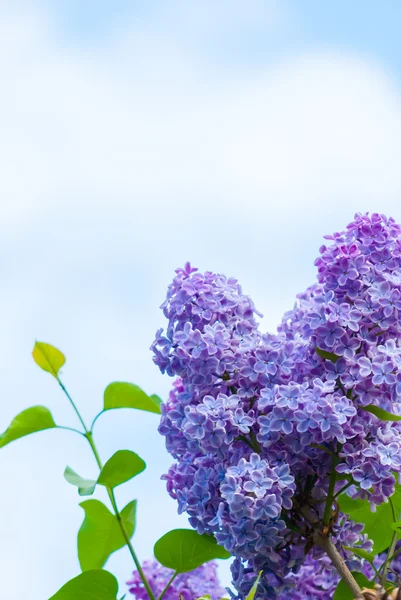 Purple lilac in blue sky — Stock Photo, Image