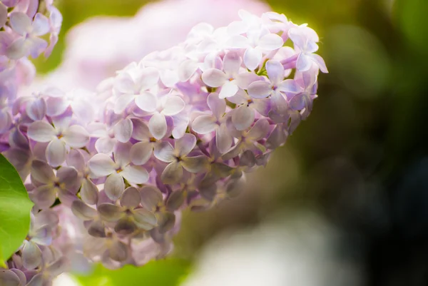 紫丁香花的浅绛彩 — 图库照片