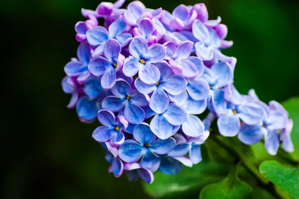 Blue lilac in green leaves — Stock Photo, Image