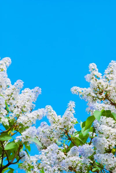 Lilás roxo no céu azul — Fotografia de Stock