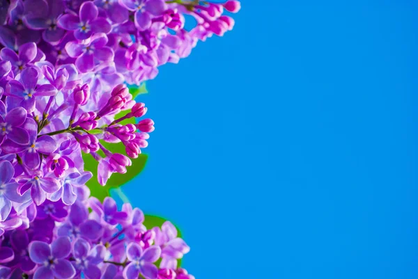 Purple lilac in blue sky — Stock Photo, Image