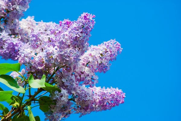 Purple lilac in blue sky — Stock Photo, Image