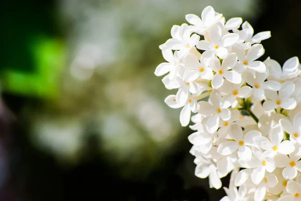 白いライラックの花のクローズ アップ表示 — ストック写真