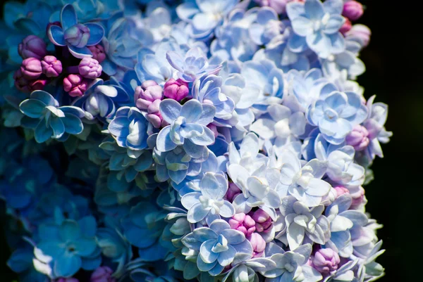 Prachtige blauwe en paarse Lila — Stockfoto