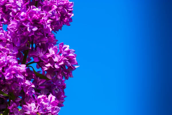 Purple lilac in blue sky — Stock Photo, Image