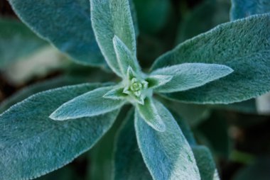 bahçe bitki, stachys kıllı yaprakları