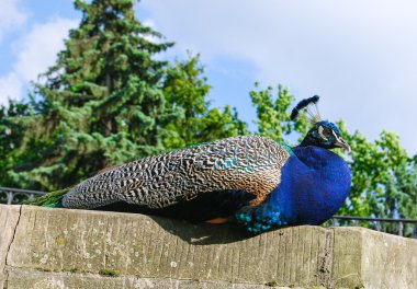 taşa peacock