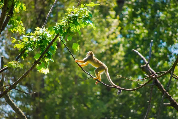 Желтая обезьяна — стоковое фото
