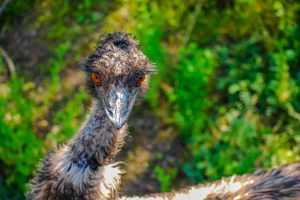 Ostrich on green grass — Stock Photo, Image